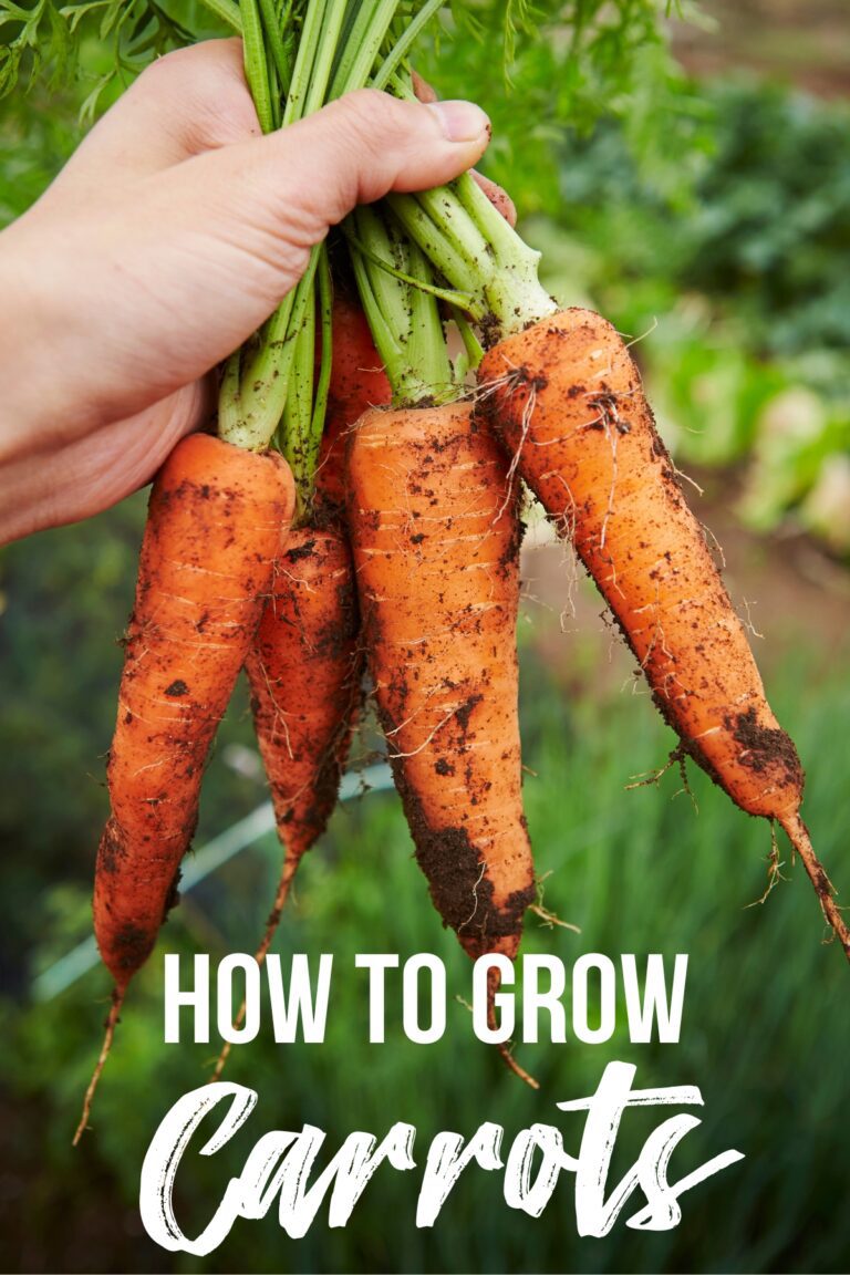 How to Grow Carrots from Seed to Harvest - growhappierplants.com