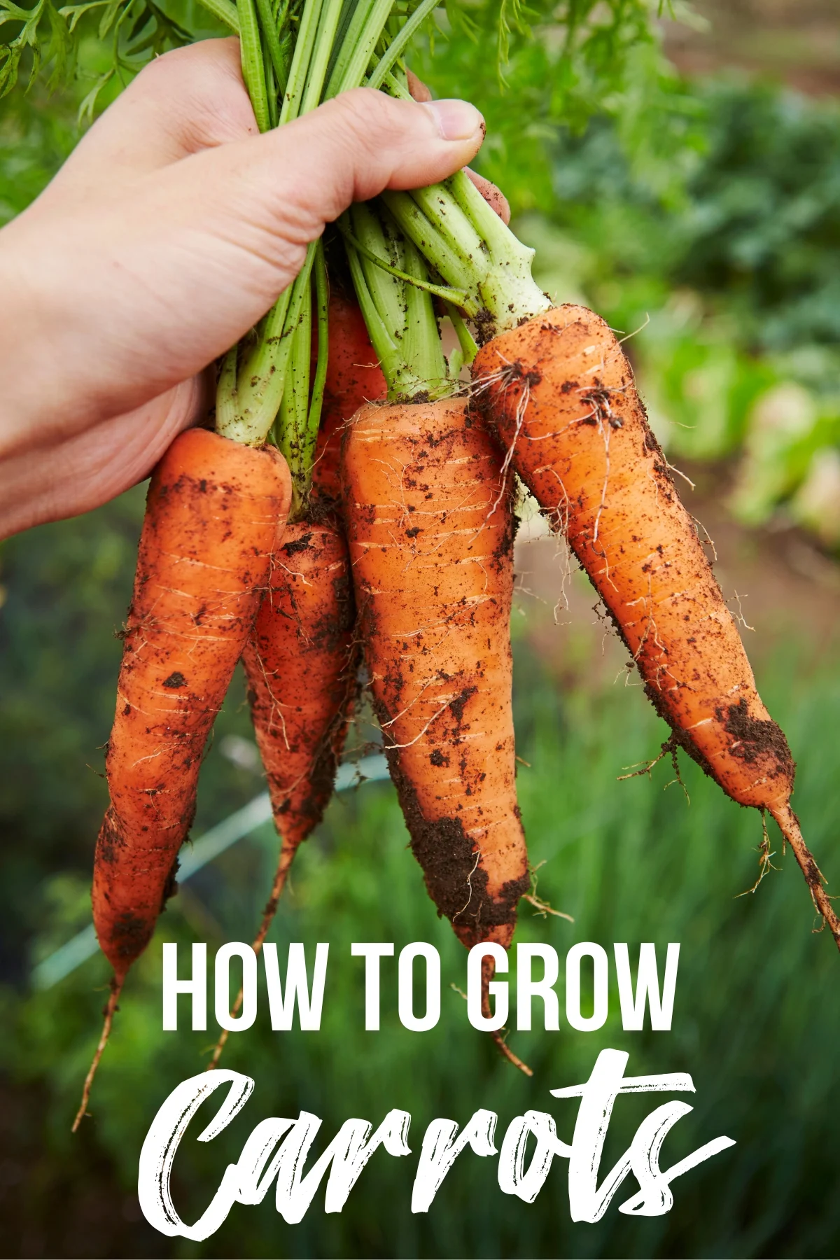 how to grow carrots