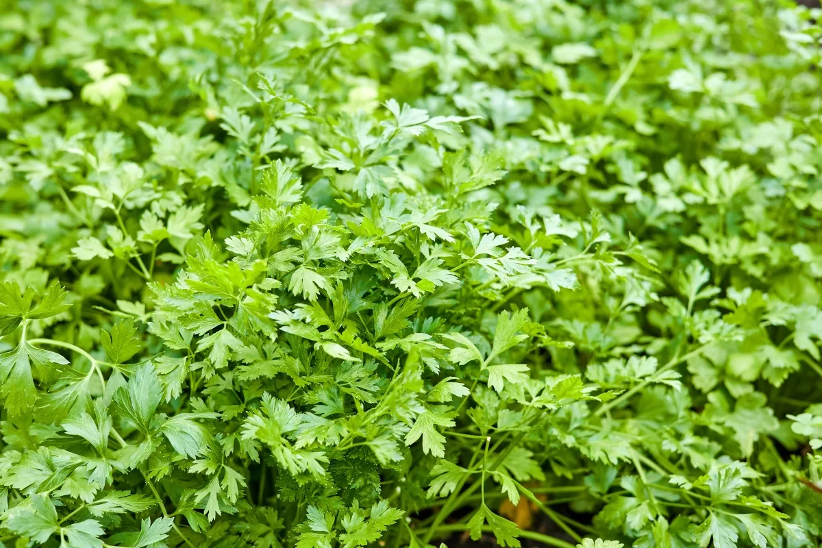large patch of parsley