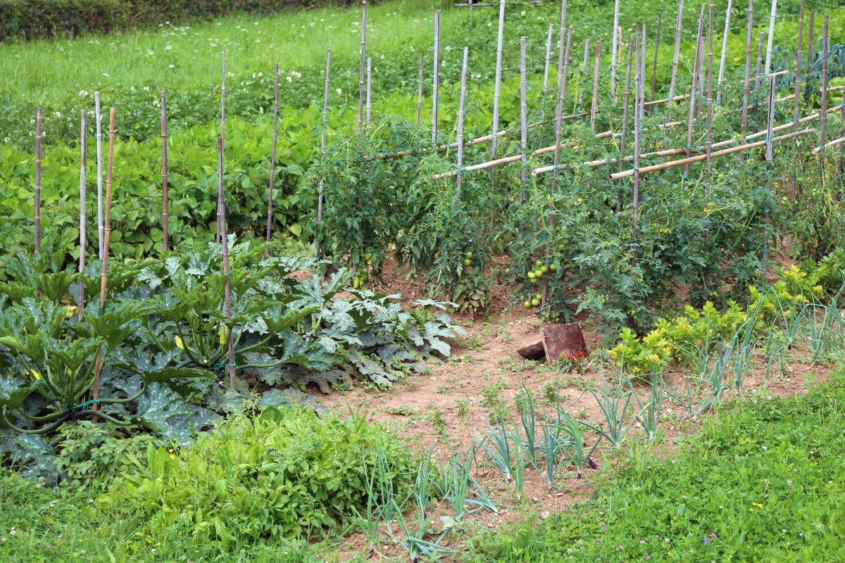 large vegetable garden with asparagus growing at the edge