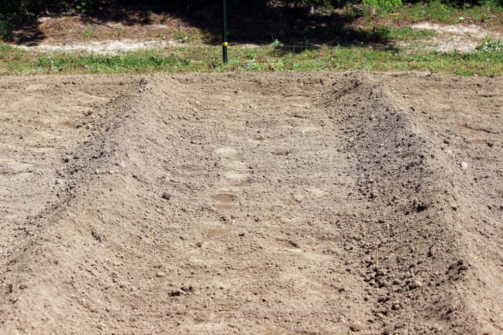 How to Grow Carrots from Seed to Harvest