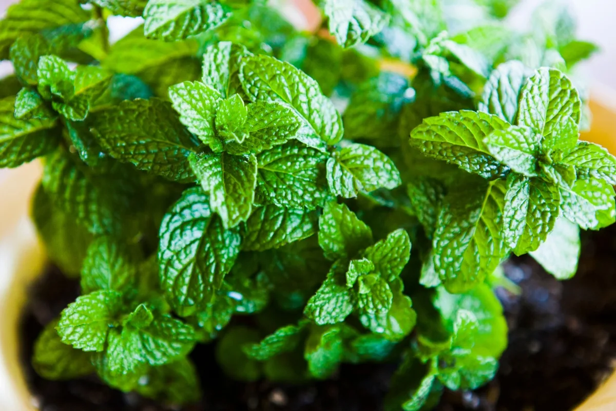 mint plant growing in container