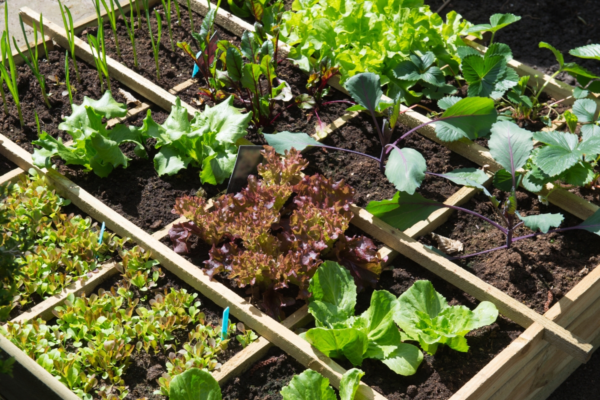 mixed planting of vegetables in a raised bed