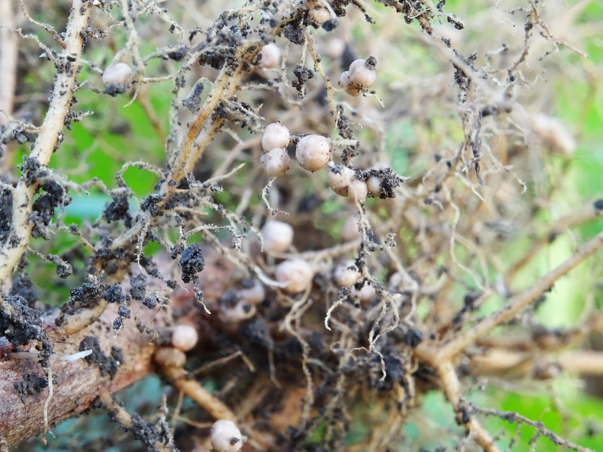 nitrogen fixation on legume plant roots