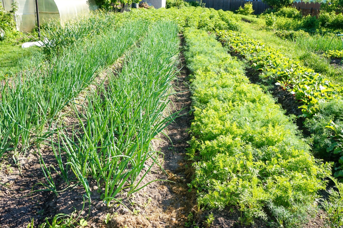 onions and carrots growing side by side in rows