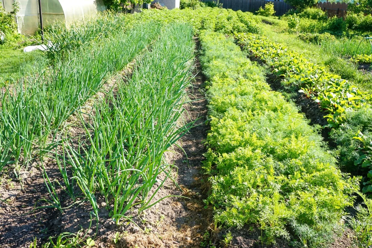 onions and carrots growing in the garden