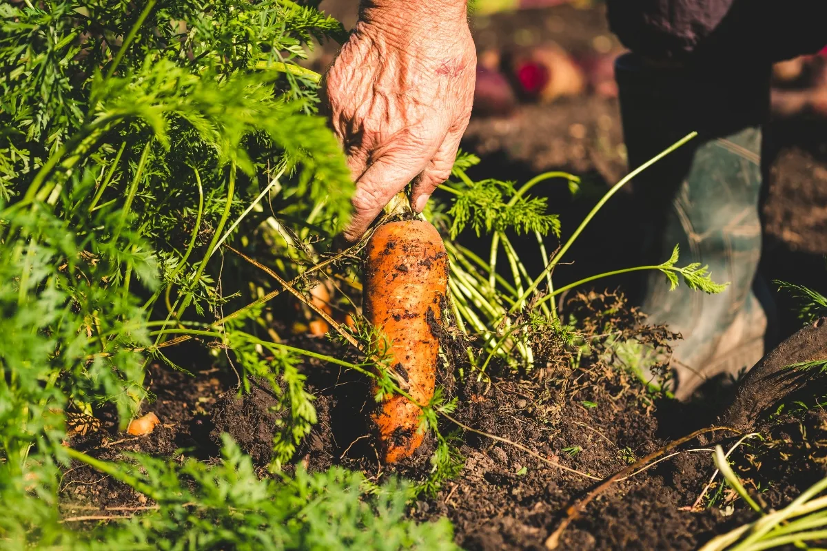 harvesting carrots