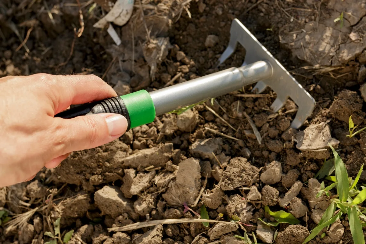 loosening up soil with a rake before planting seeds
