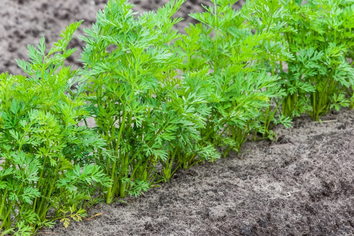 row of carrot plants with 2-3 inch spacing