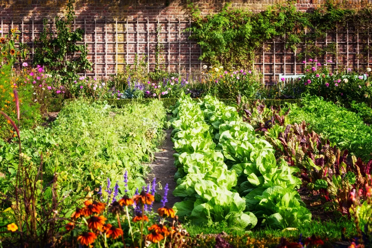 rows of vegetables in the garden