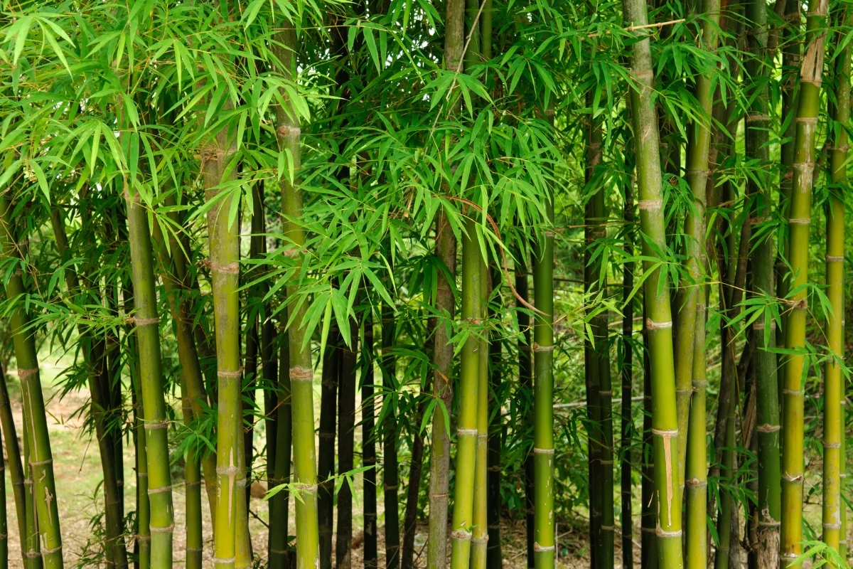 running bamboo