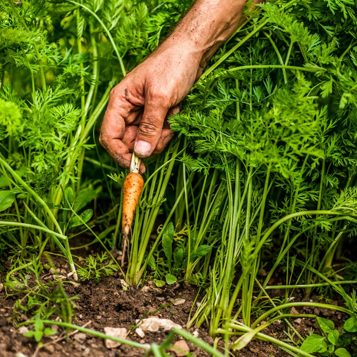 thinning carrots