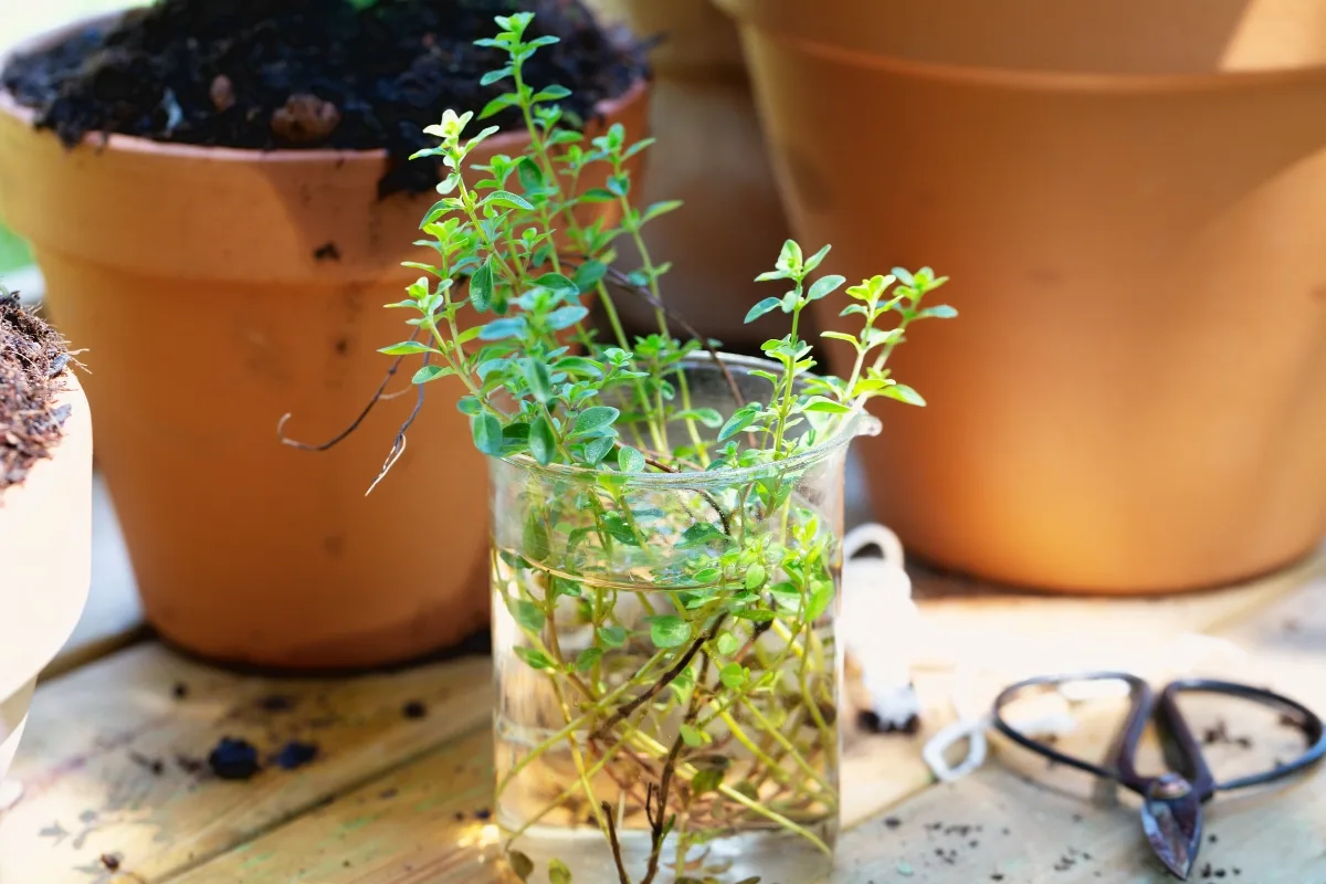 thyme cuttings in water