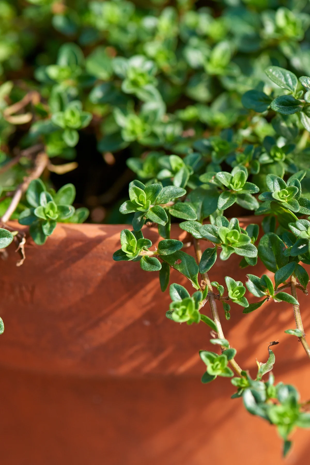 thyme growing in a terracotta pot