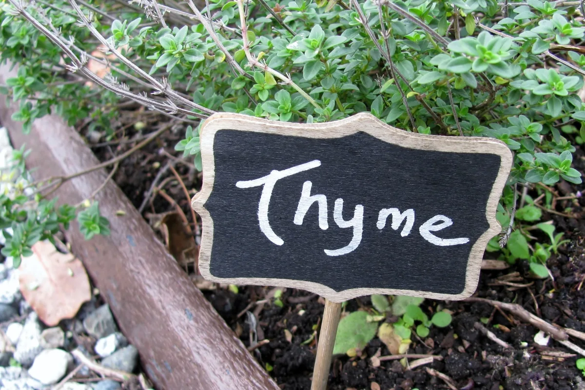 thyme growing in raised bed with sign