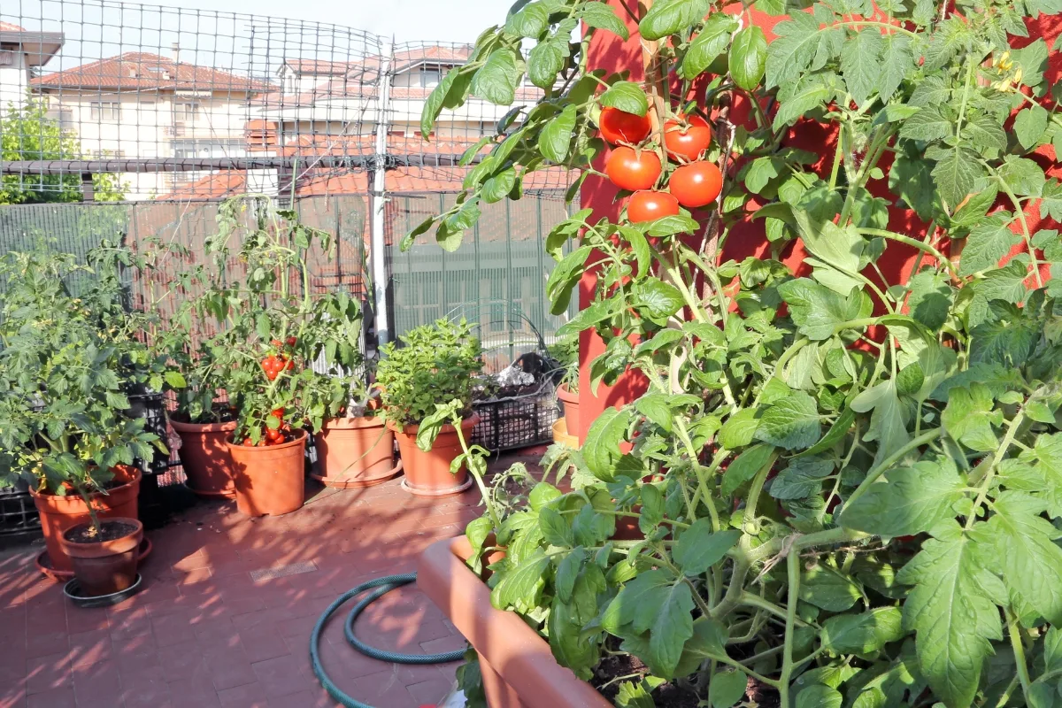 tomato plants growing in containers
