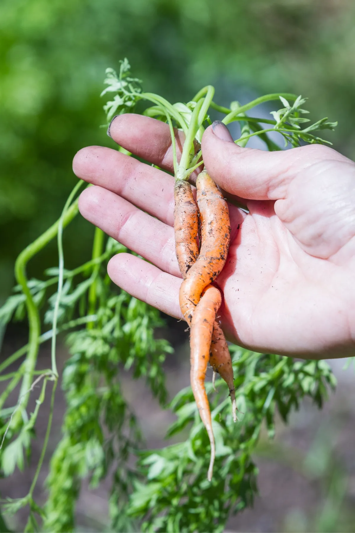 twisted, deformed carrots