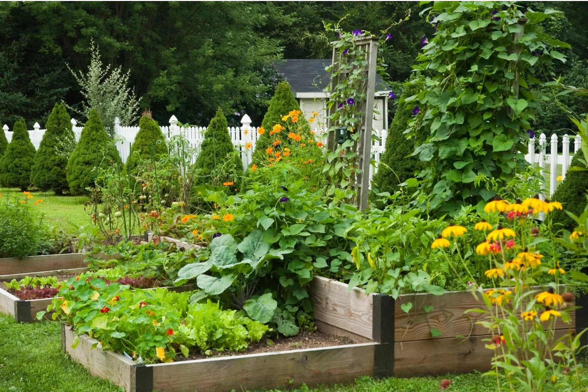 vegetable garden with tall and short plants