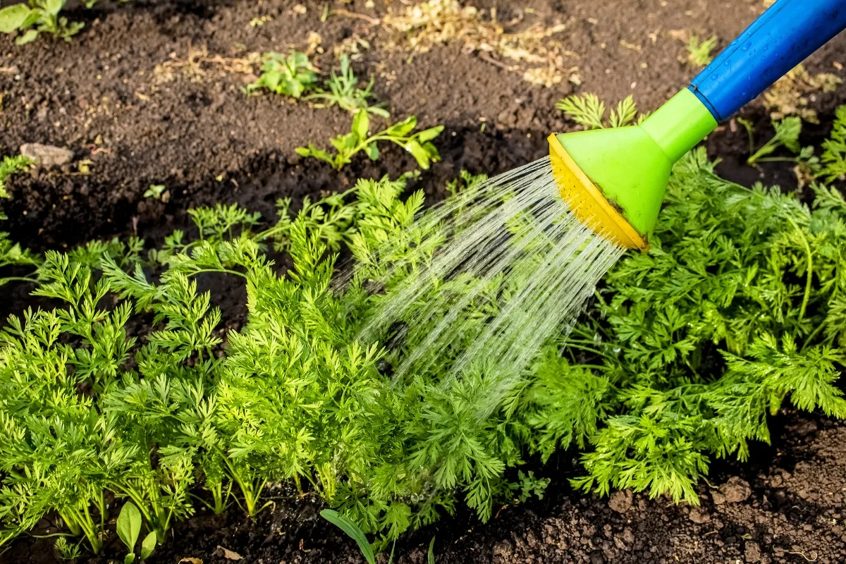 watering carrot plants