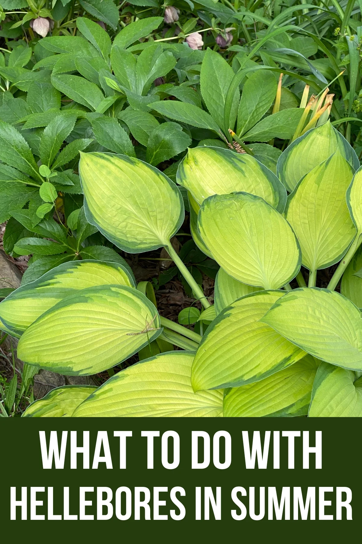 what to do with hellebores in summer
