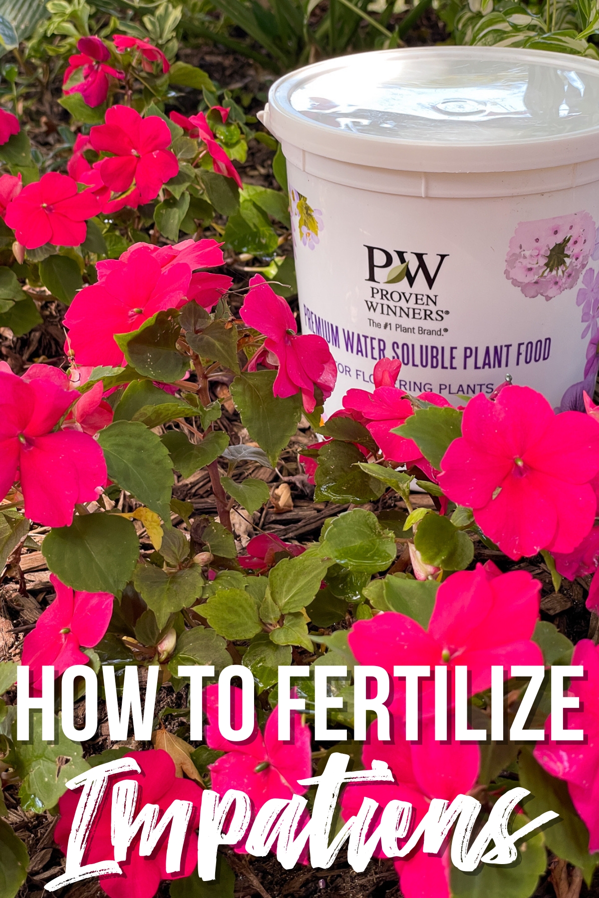 how to fertilize impatiens