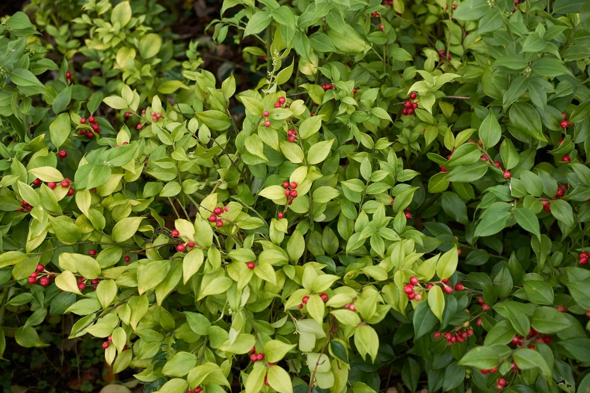 Sarcococca with berries