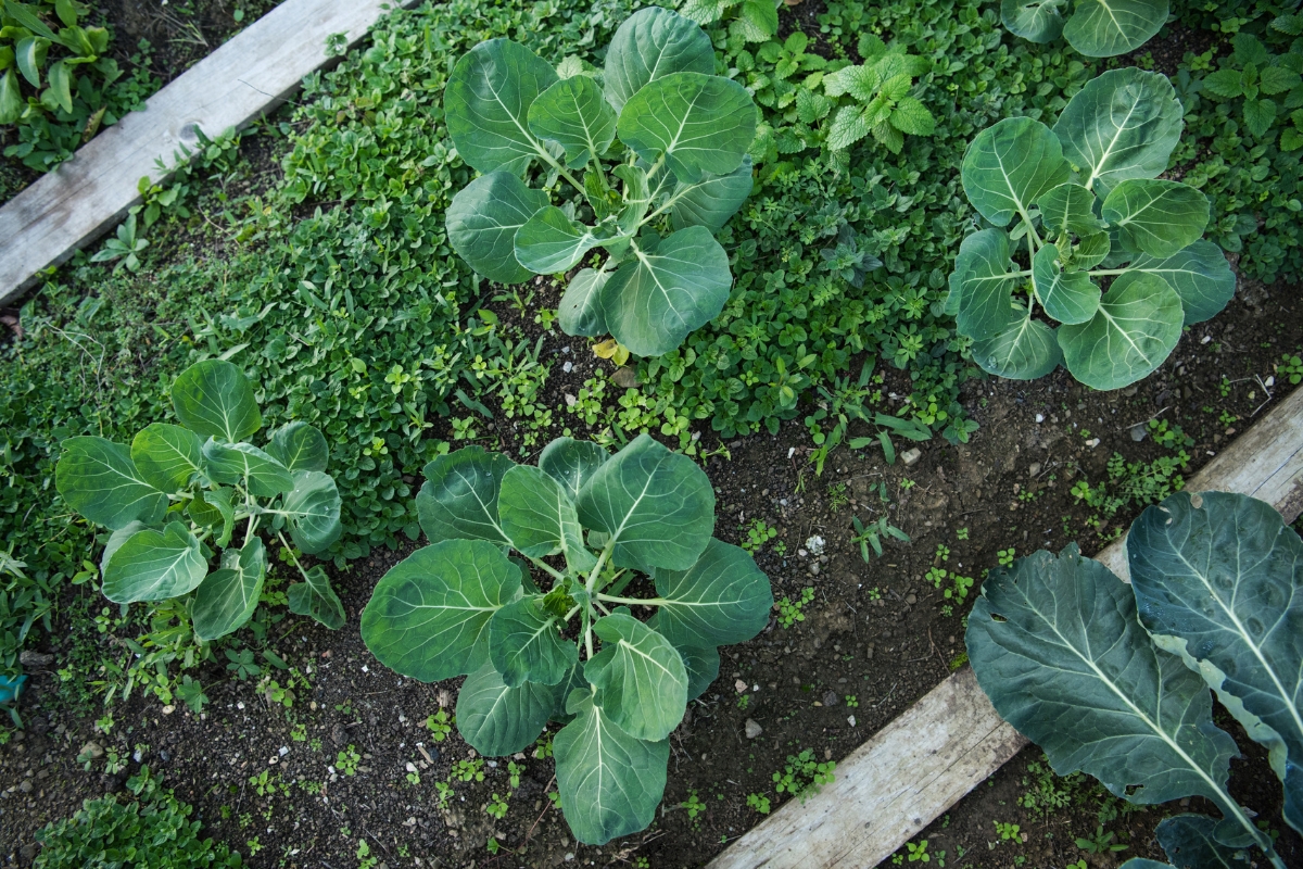 brussel sprouts growing in a raised bed