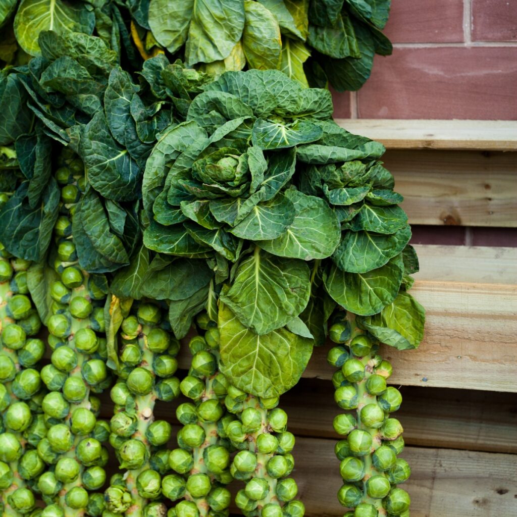 15 Companion Plants for Broccoli [and 10 to Avoid]