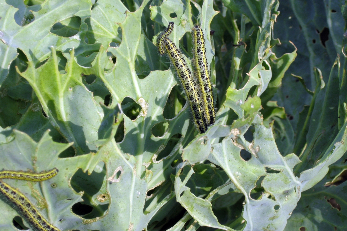 cabbage worms destroying crops