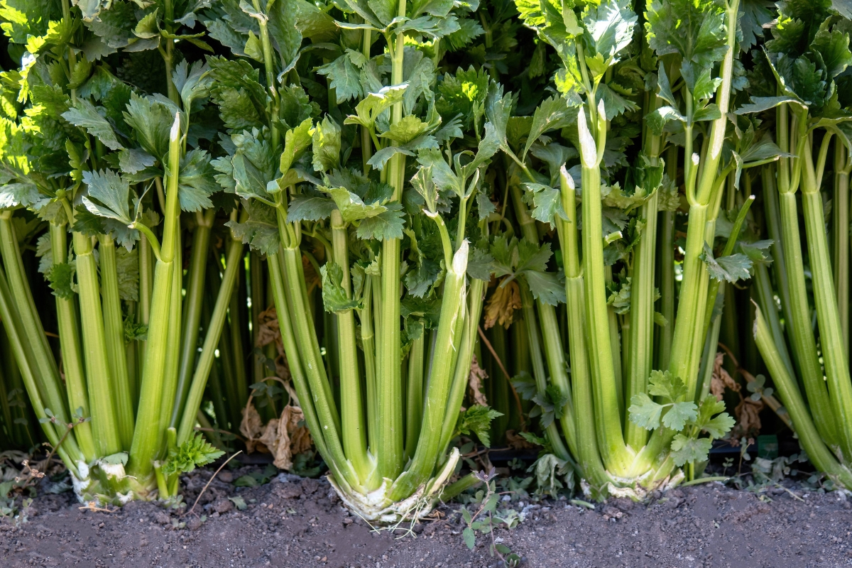 celery growing in garden