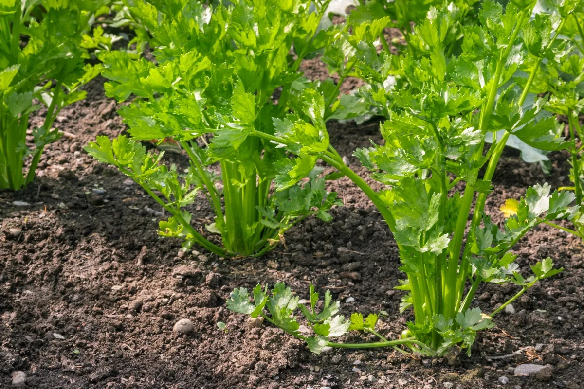 celery plants growing in a row