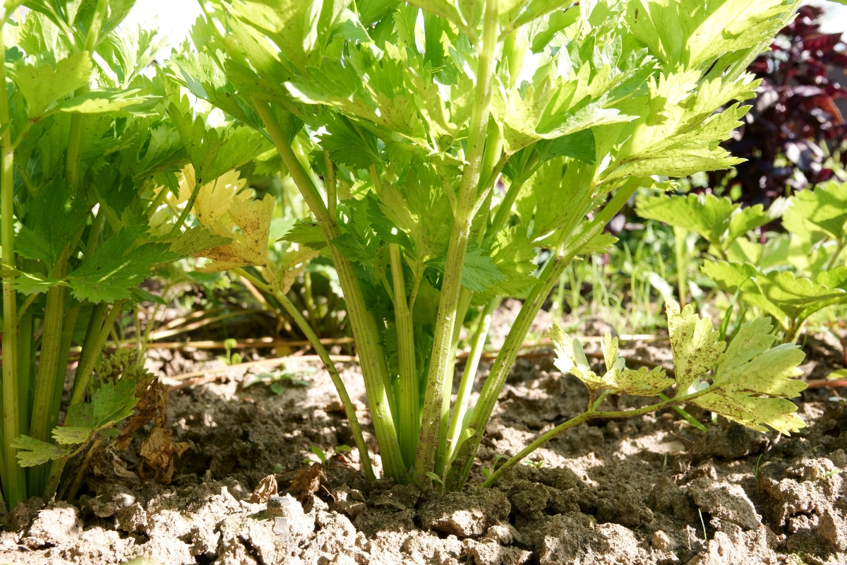 close up view of celery plants growing