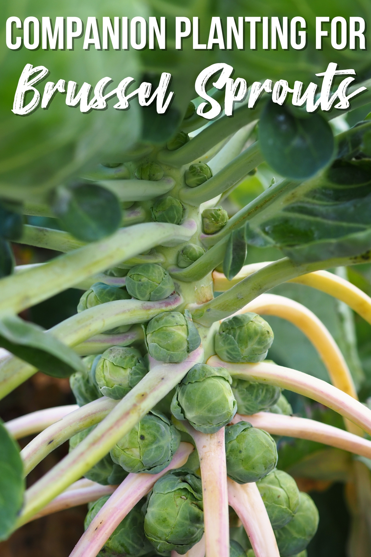 companion planting for brussel sprouts