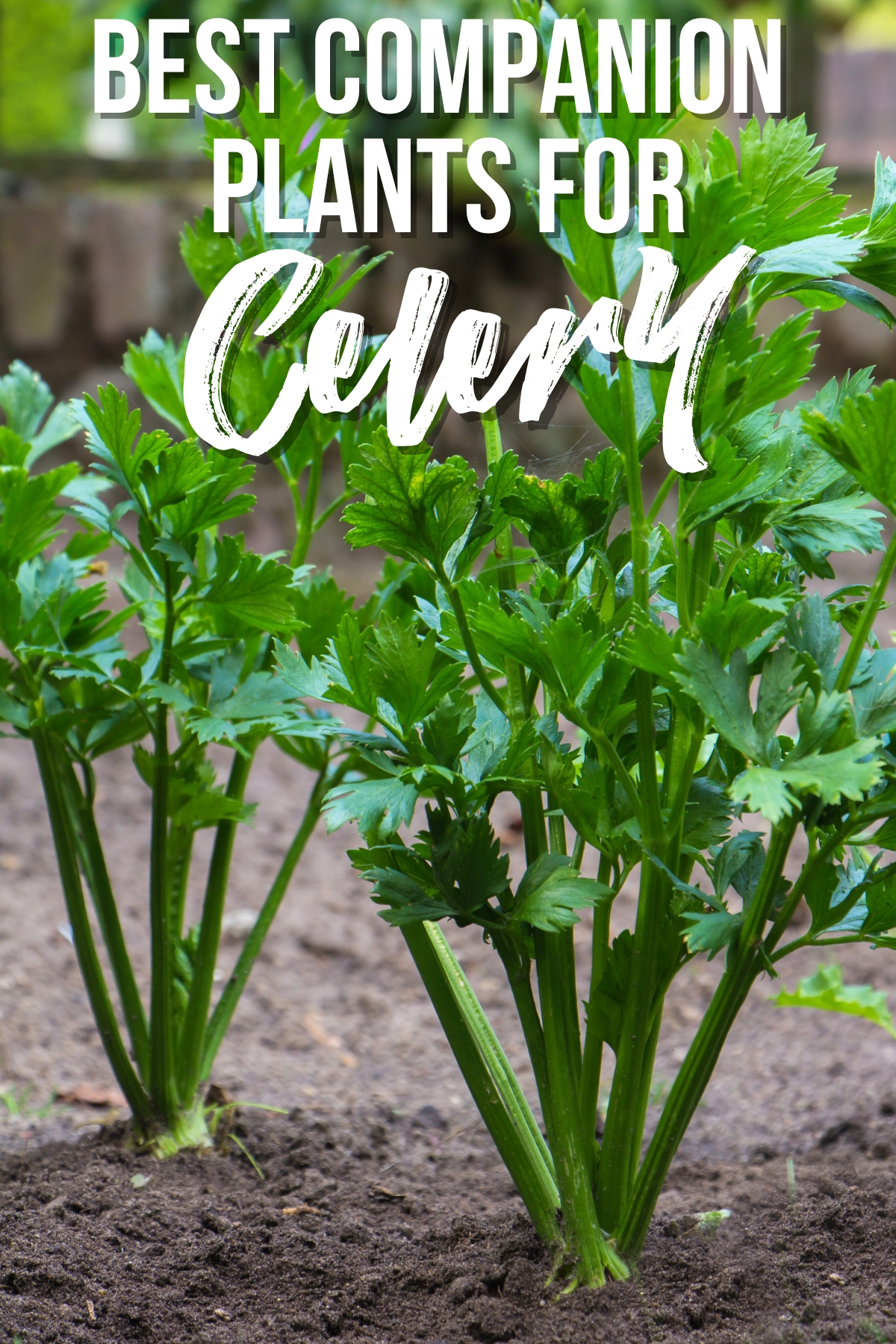 best companion plants for celery