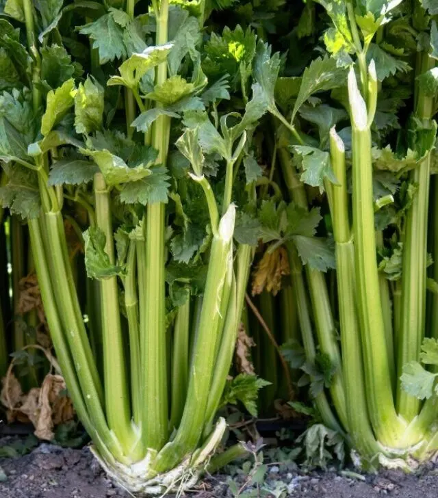 Celery growing in a garden