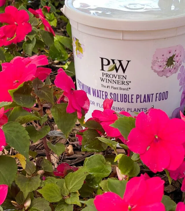 tips for fertilizing impatiens