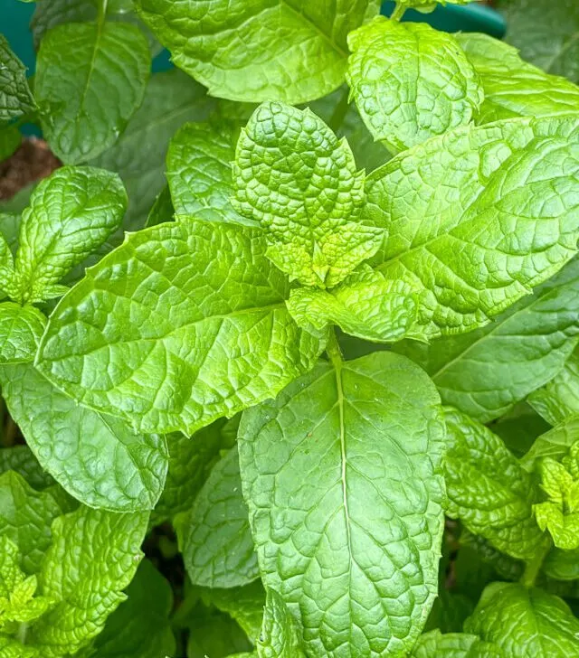 mojito mint plant