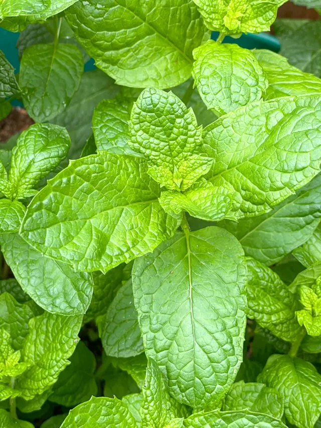 mojito mint plant