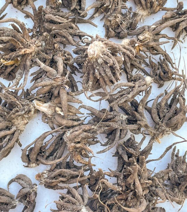 Pile of ranunculus corms