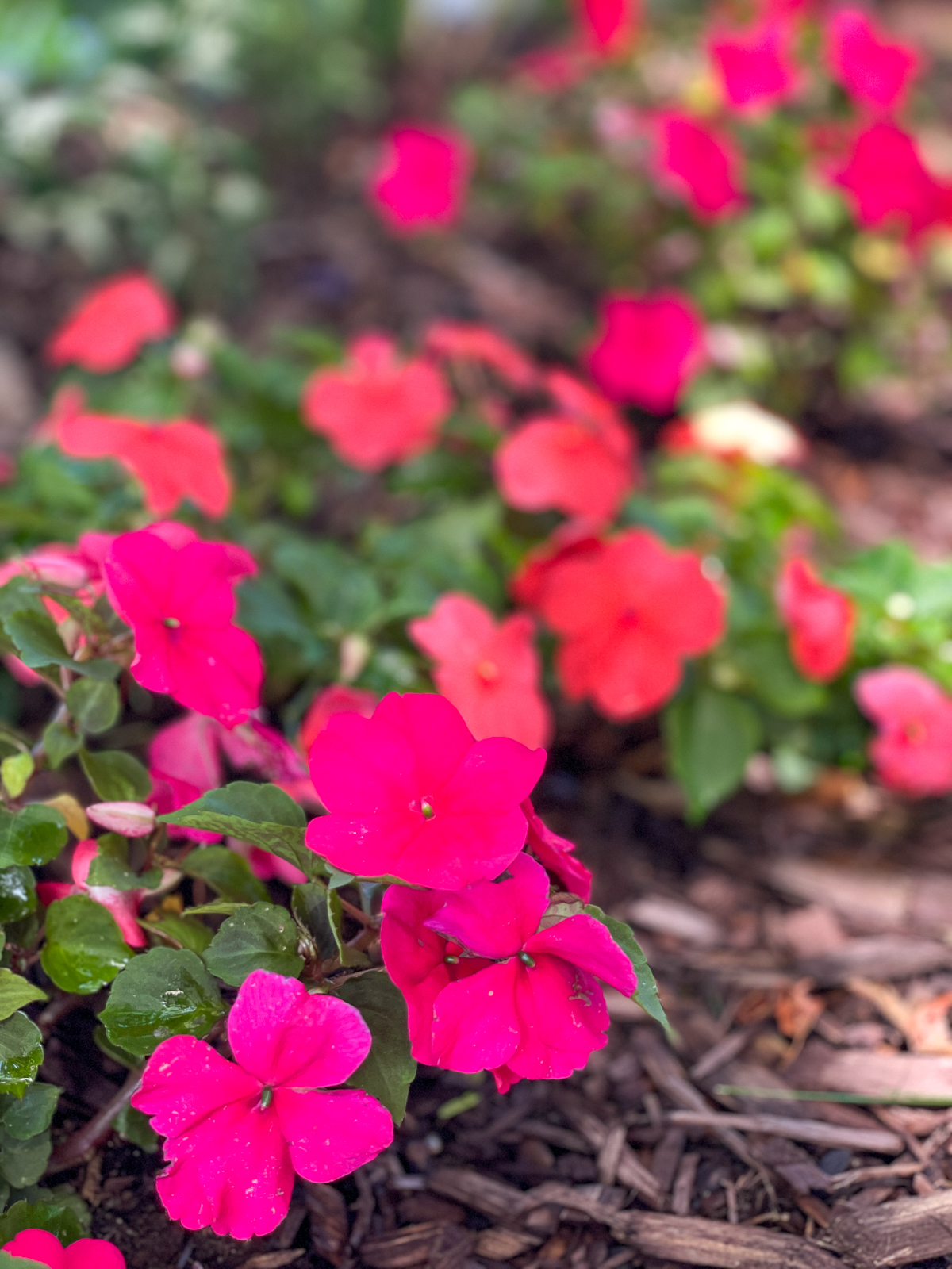 pink and coral impatiens along border under tree