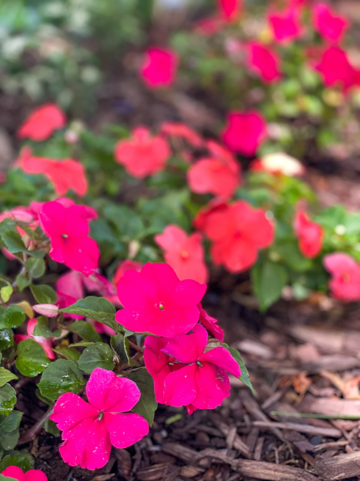 pink and coral impatiens blooming after fertilizer