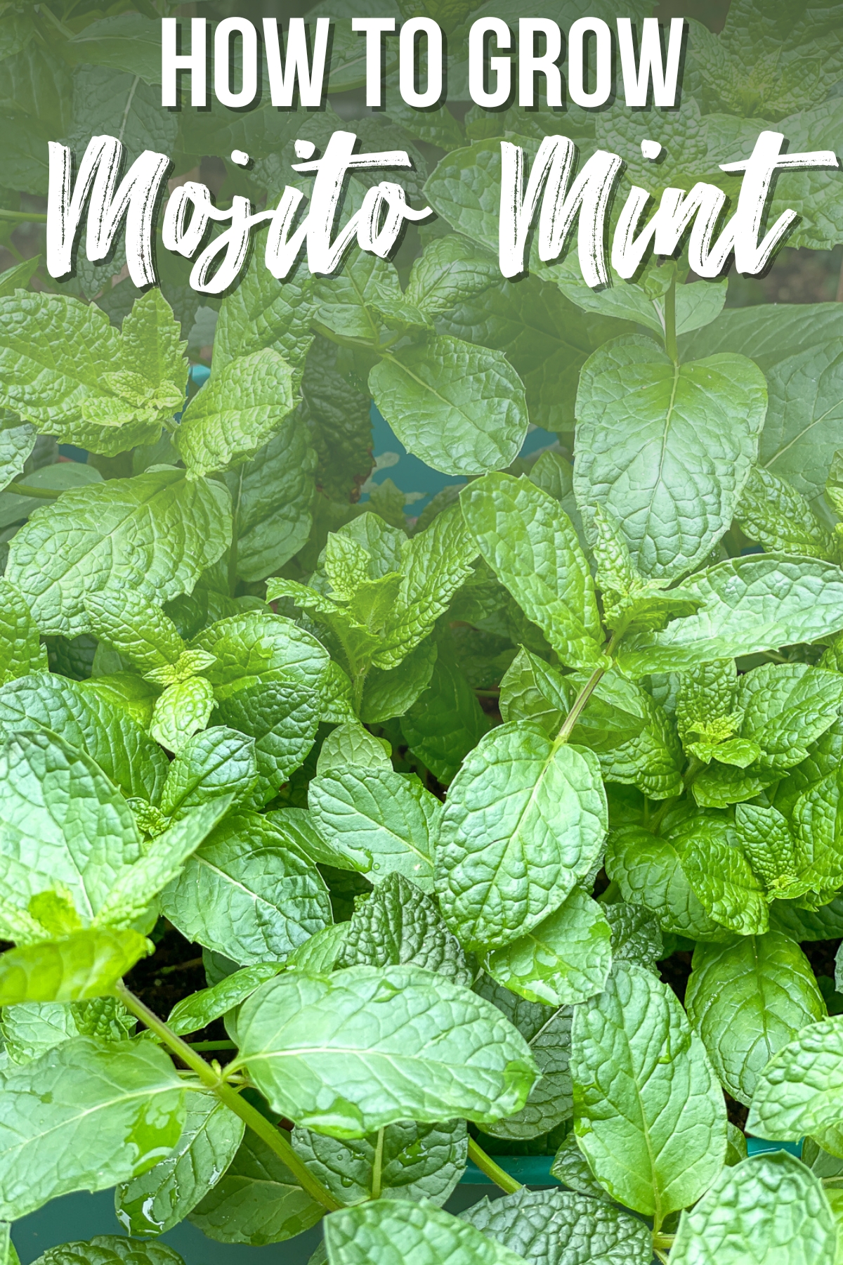 how to grow mojito mint