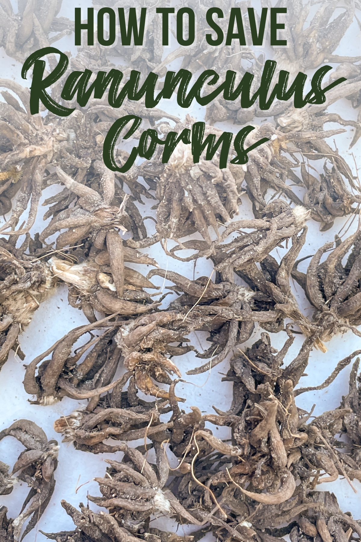how to save ranunculus corms
