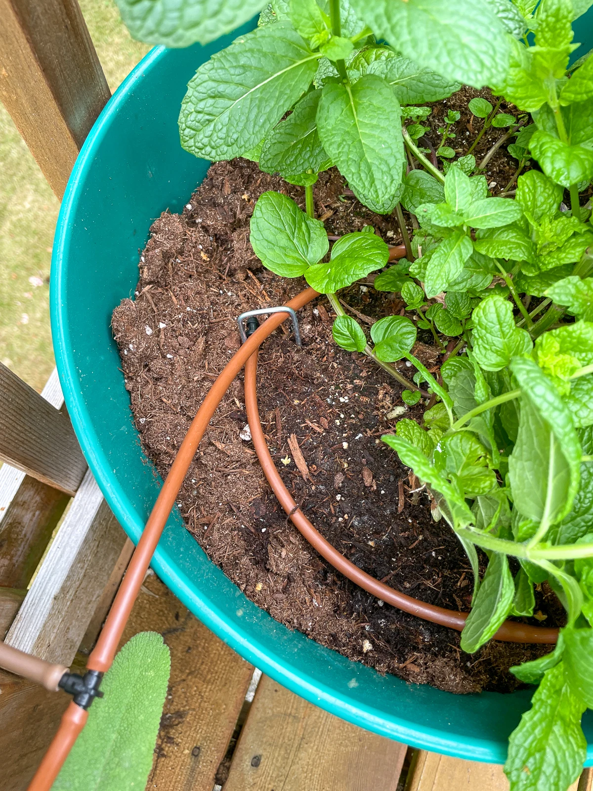 drip irrigation in mojito mint plant pot