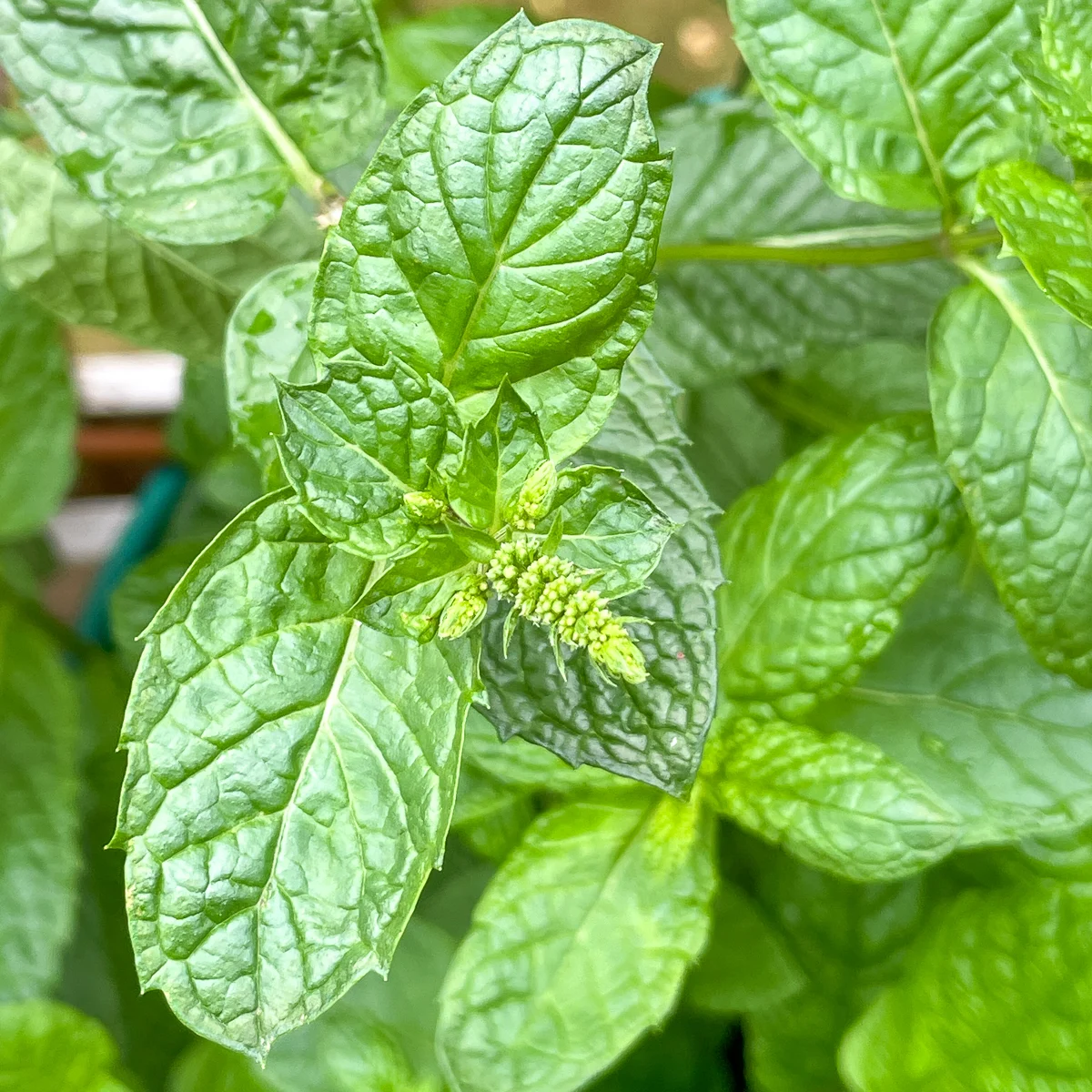 Mojito mint plant flower