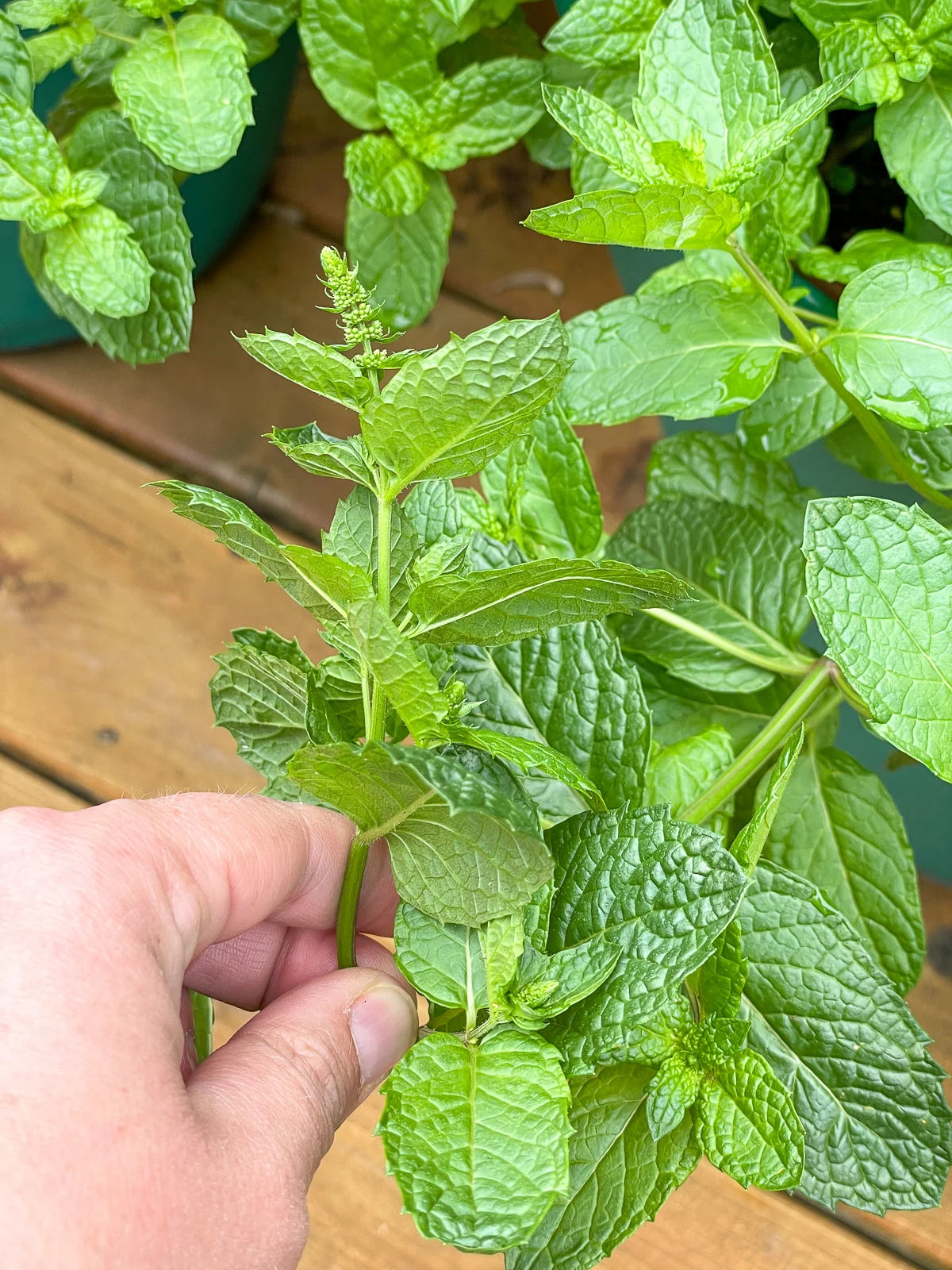 harvesting mint leaves