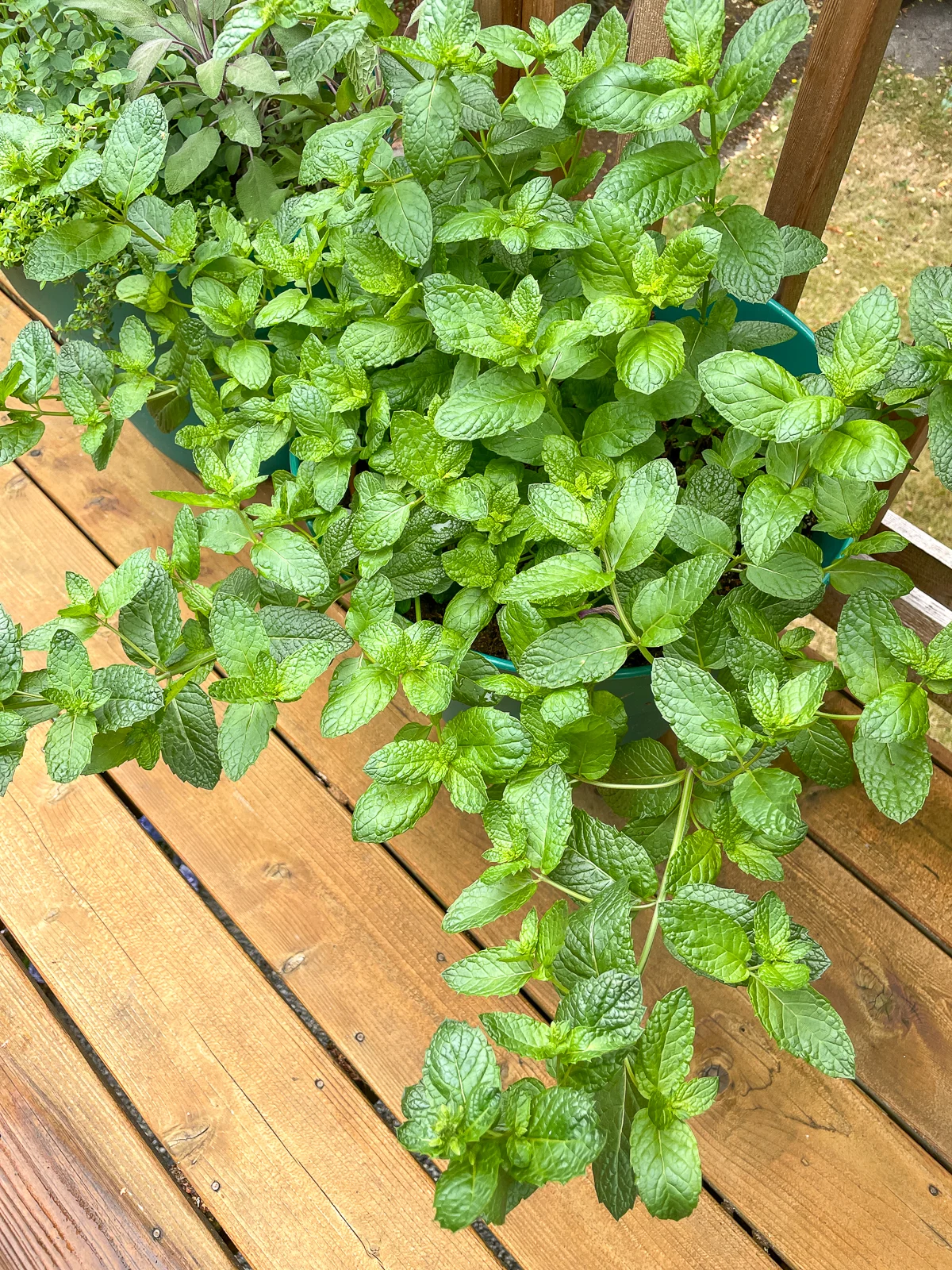 mojito mint plant in pot on deck