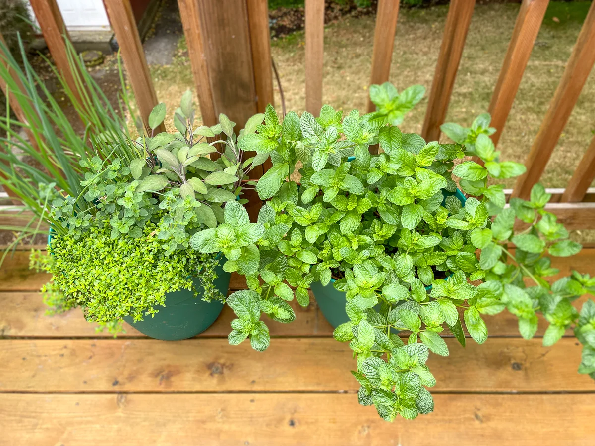 mojito mint planted in separate pot from other herbs to prevent spreading