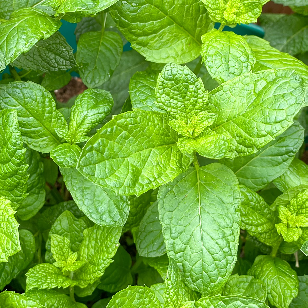 mojito mint plant