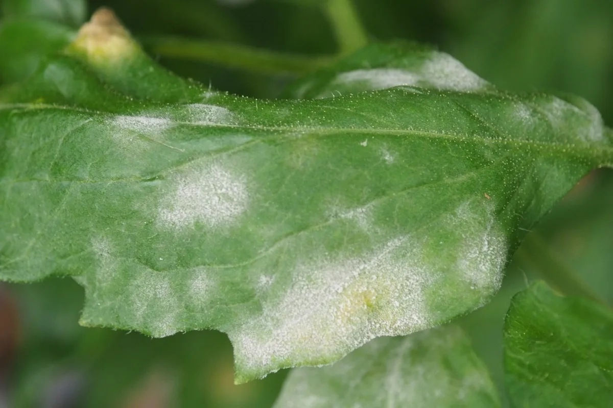 powdery mildew